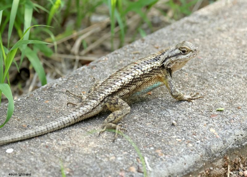 Texas Spiny Lizard, Laguna Vista Nature Trail, TX, 4-26-2025_8690az.jpg