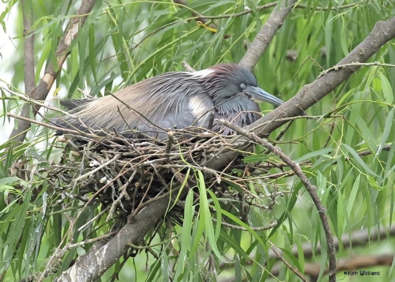 Tricolored Heron, High Island, TX, 4-30-2025_3011az.jpg