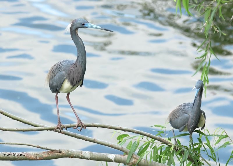 Tricolored Heron, High Island, TX, 4-30-2025_3191az.jpg