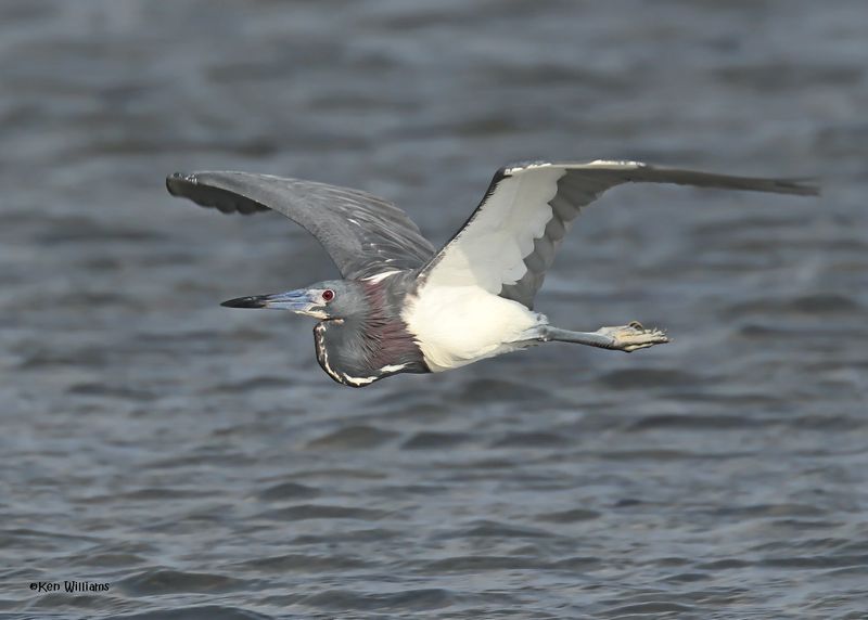 Tricolored Heron, S. Padre Is, TX, 4-24-2025__5796z.jpg