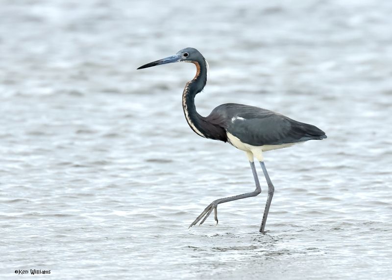 Tricolored Heron, S. Padre Is, TX, 4-25-2025_7559az.jpg