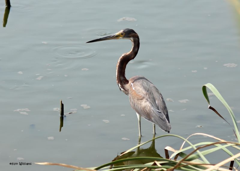 Tricolored Heron, S. Padre Island, TX, 4-23-2025_3797az.jpg