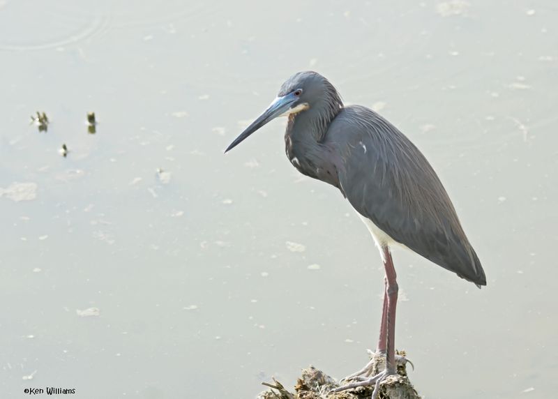 Tricolored Heron, S. Padre Island, TX, 4-23-2025_3803az.jpg