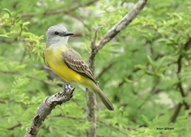 Tropical Kingbird, Laguna Vista Nature Trail, TX, 4-24-2025_6396az.jpg