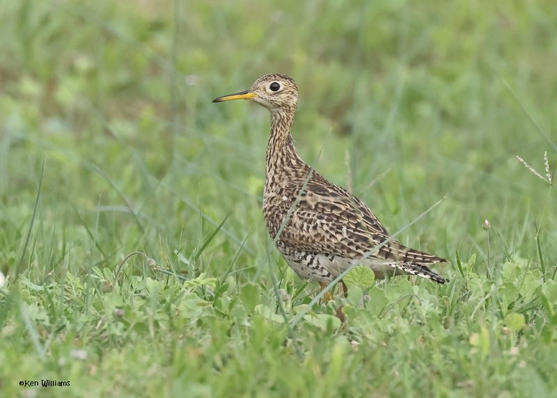 Upland Sandpiper, S. Padre Is, TX, 4-22-2025_1003z.jpg