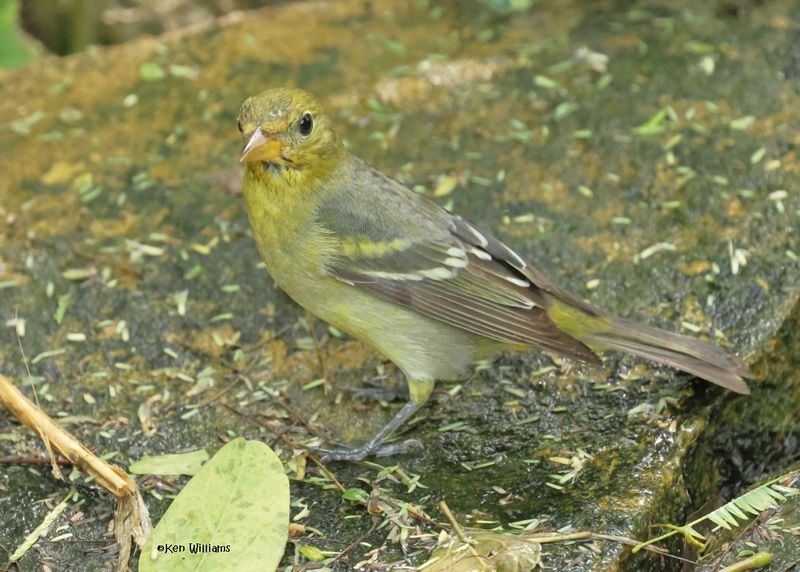 Western Tanager female, S. Padre Is, TX, 4-24-2025_6639az.jpg