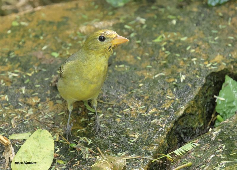 Western Tanager female, S. Padre Is, TX, 4-24-2025_6642az.jpg