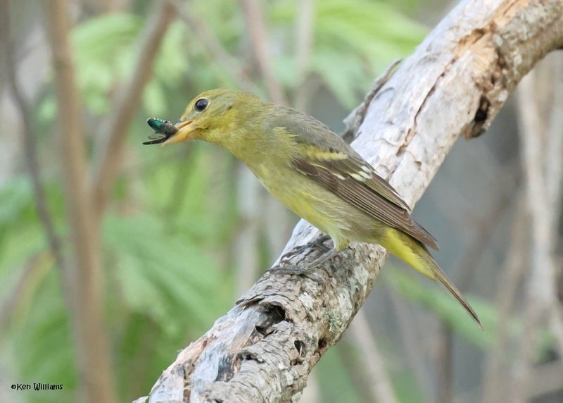 Western Tanager female, S. Padre Is, TX, 4-25-2025_8155az.jpg