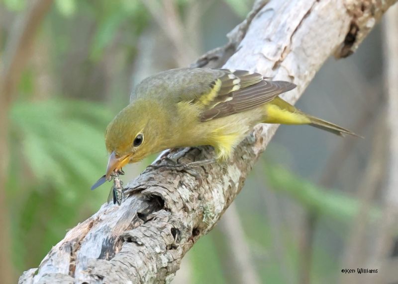 Western Tanager female, S. Padre Is, TX, 4-25-2025_8164az.jpg