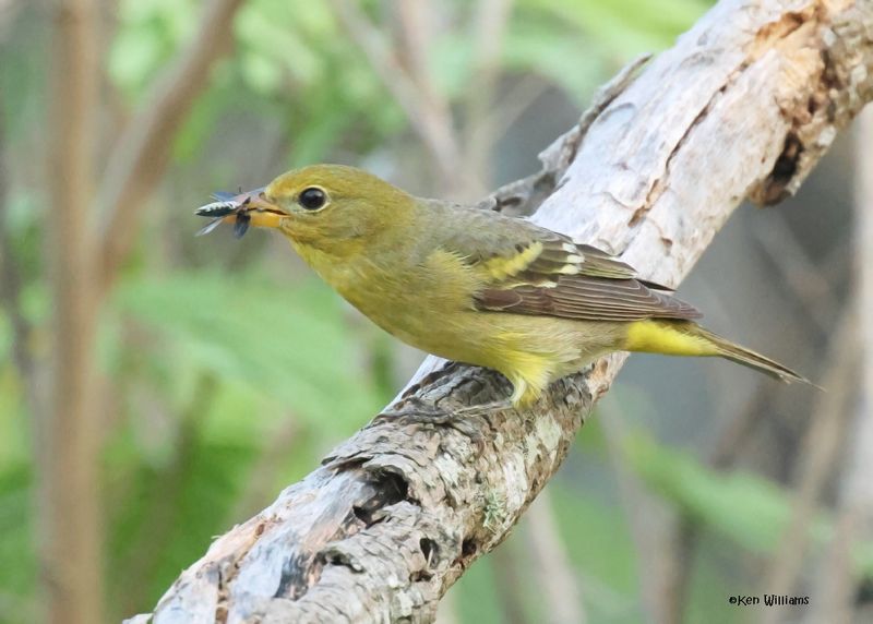 Western Tanager female, S. Padre Is, TX, 4-25-2025_8165az.jpg