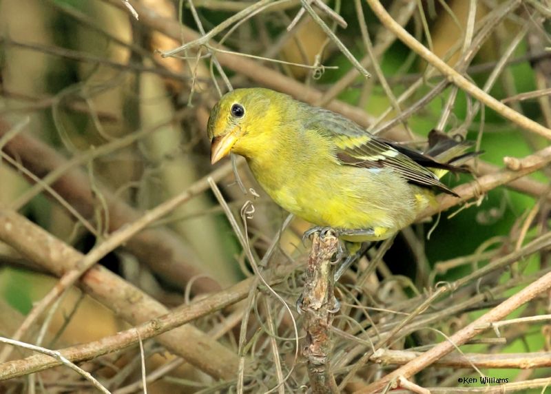 Western Tanager female, S. Padre Island, TX, 4-23-2025_4148az.jpg