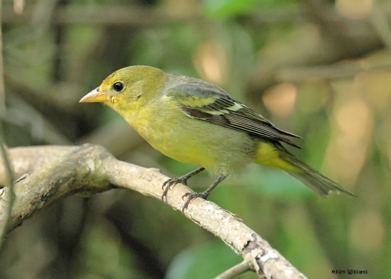 Western Tanager female, S. Padre Island, TX, 4-23-2025_4171az.jpg