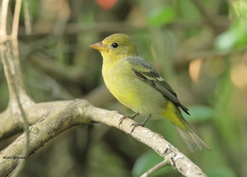 Western Tanager female, S. Padre Island, TX, 4-23-2025_4186az.jpg