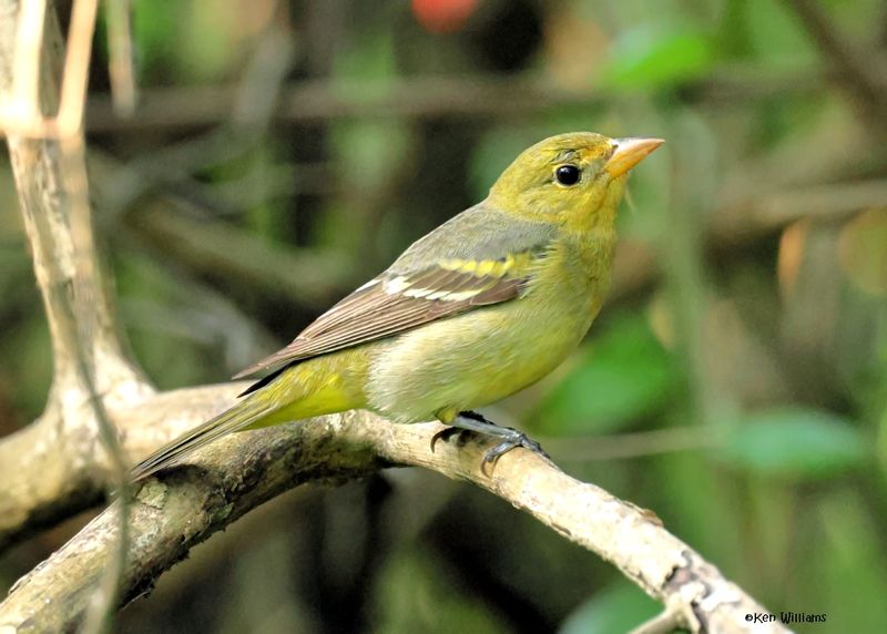 Western Tanager female, S. Padre Island, TX, 4-23-2025_4209az.jpg