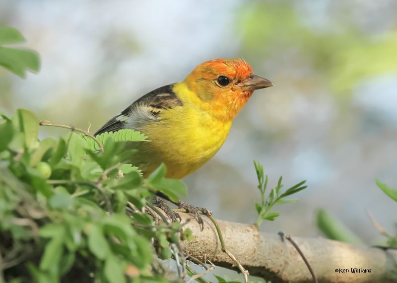 Western Tanager male, S. Padre Is, TX, 4-25-2025_8018az.jpg