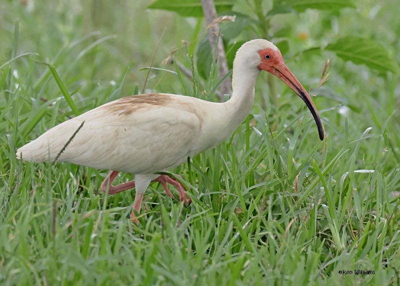 White Ibis, Port Aransas, TX, 4-28-2025_0434az.jpg