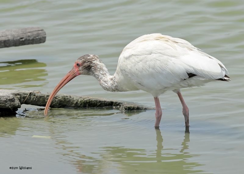 White Ibis, Port Aransas, TX, 4-28-2025_0537az.jpg