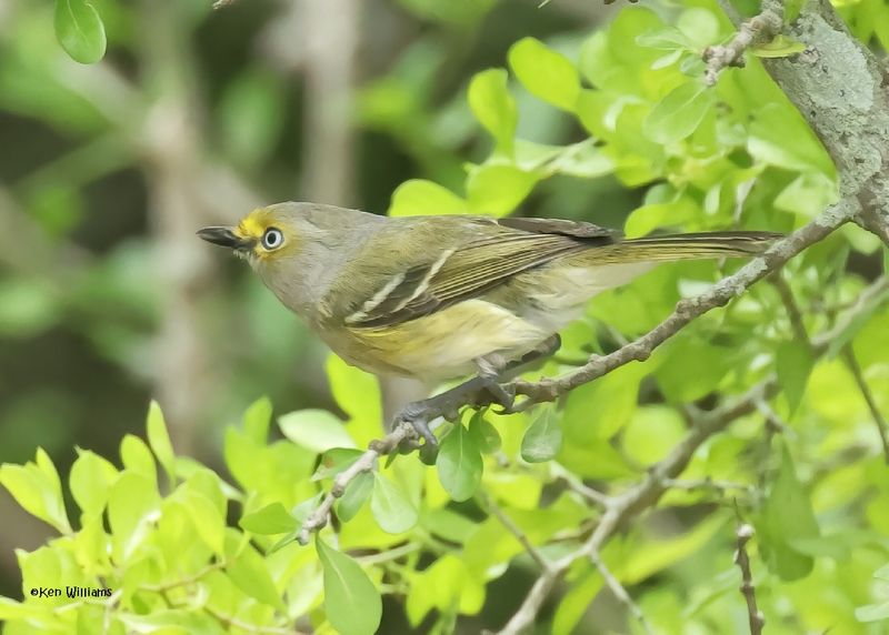 White-eyed Vireo
