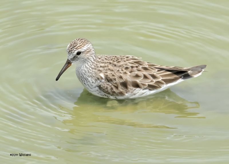 White-rumped Sandpiper, Port Aransas, TX, 4-28-2025_0507az.jpg