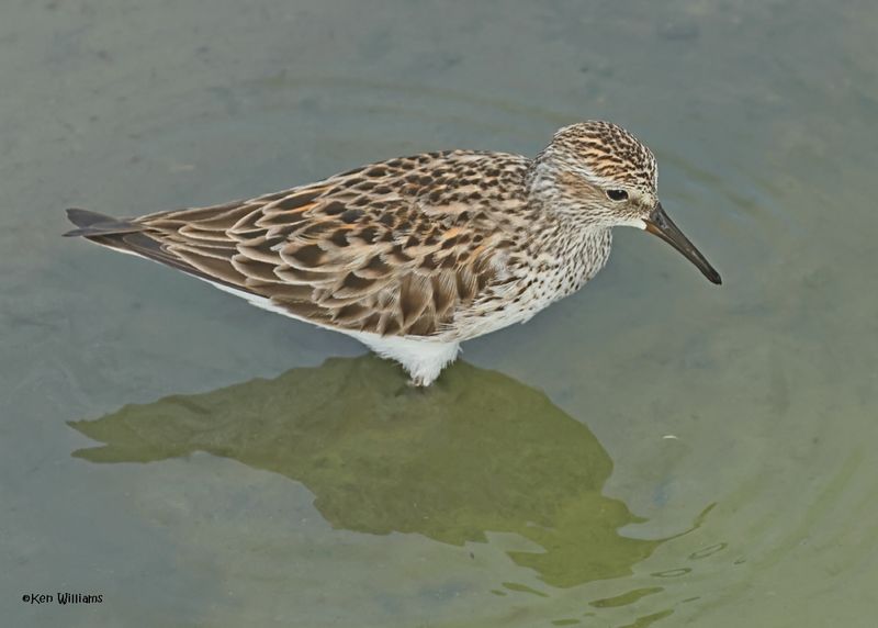 White-rumped Sandpiper, Port Aransas, TX, 4-28-2025_1197z.jpg