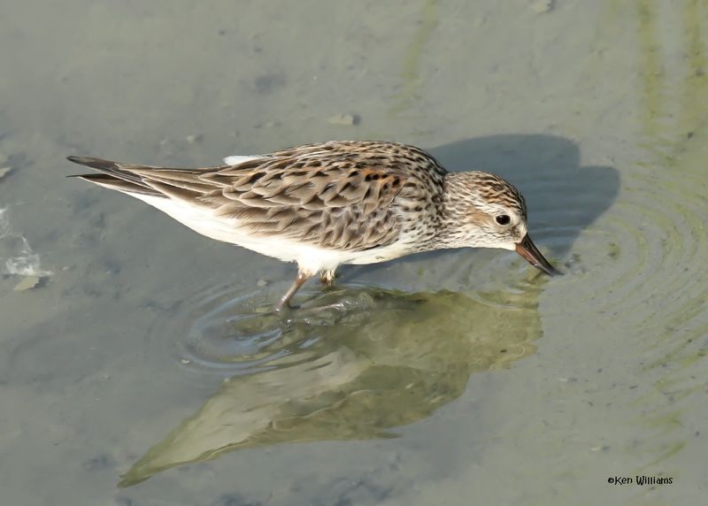 White-rumped Sandpiper, Port Aransas, TX, 4-28-2025_1565az.jpg