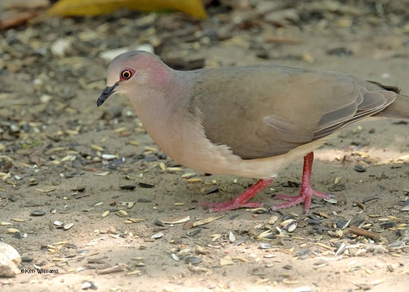 White-tipped Dove, Estero Llano Grande SP, TX, 4-27-2025_0031az.jpg