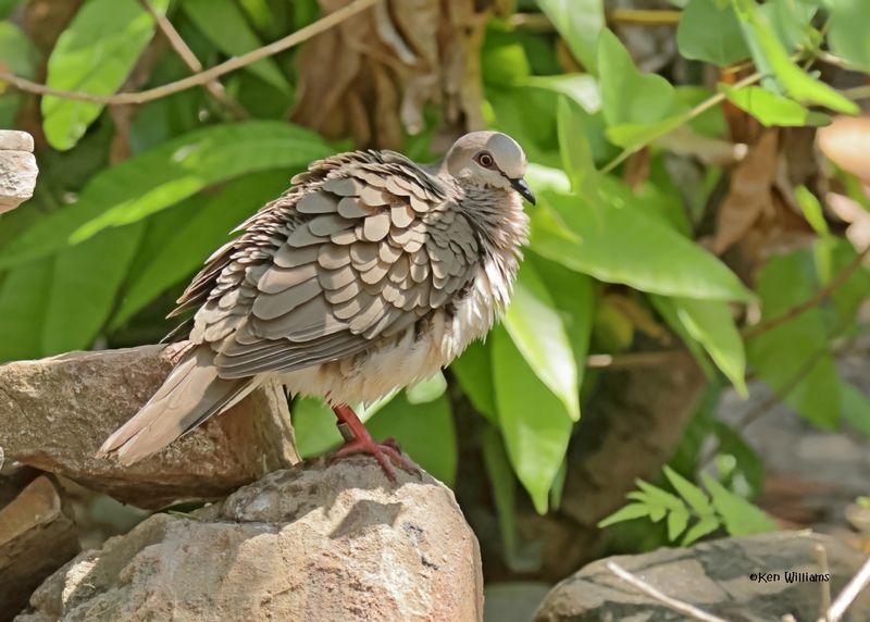 White-tipped Dove, Estero Llano Grande SP, TX, 4-27-2025_9886az.jpg