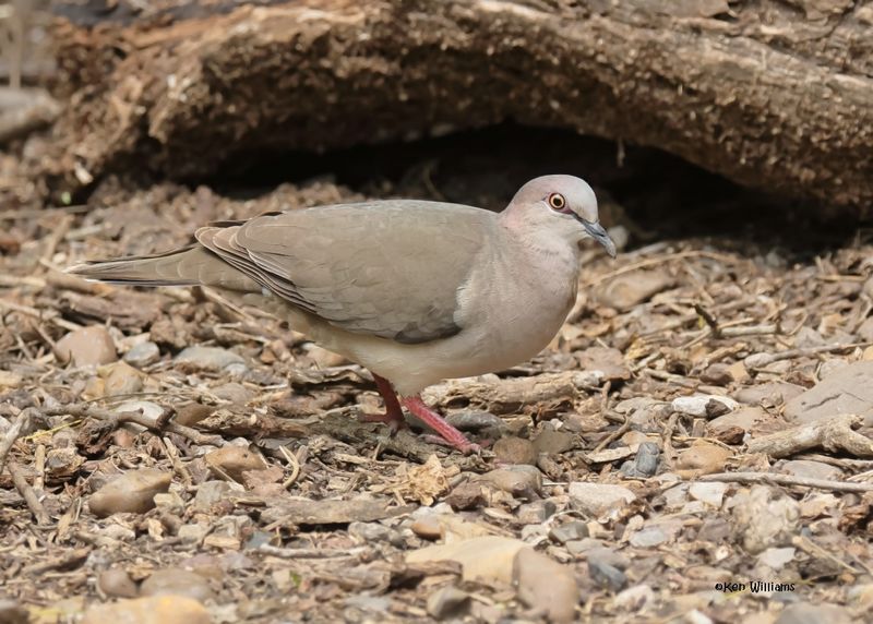 White-tipped Dove, Laguna Atascosa NWR,, TX, 4-23-2025_3034az.jpg
