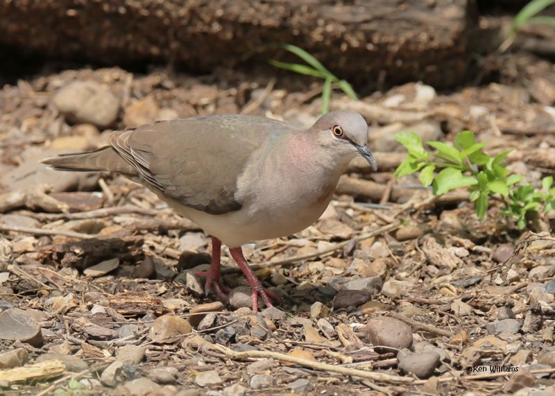 White-tipped Dove