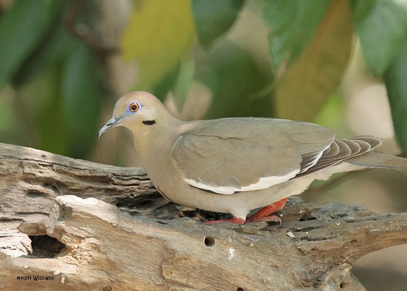 White-winged Dove, Estero Llano Grande SP, TX, 4-27-2025_0123az.jpg
