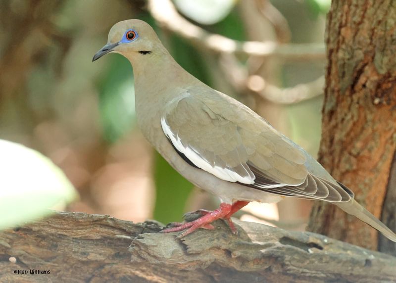 White-winged Dove
