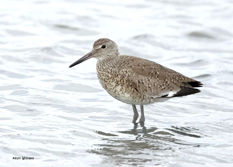 Willet, S. Padre Is, TX, 4-23-2025_7az.jpg