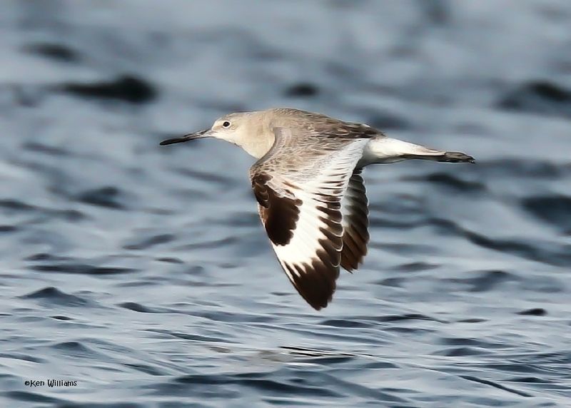 Willet, S. Padre Is, TX, 4-24-2025_4975az.jpg