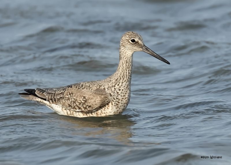 Willet, S. Padre Is, TX, 4-24-2025_5493az.jpg