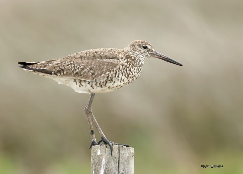 Willet. Bolivar Flats, TX, 4-30-2025_2748az.jpg