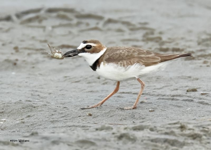 Wilson's Plover male, S. Padre Is, TX, 4-23-2025_10az.jpg