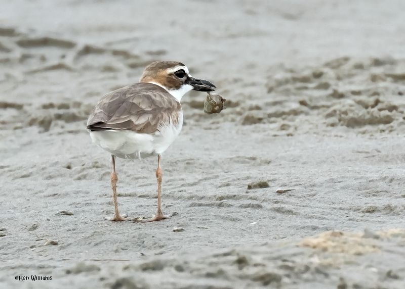 Wilson's Plover male, S. Padre Is, TX, 4-23-2025_11az.jpg