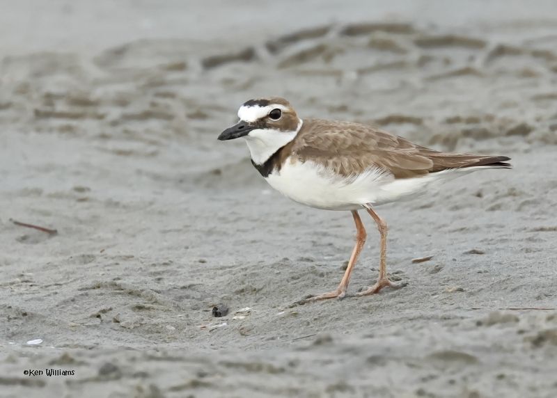 Wilson's Plover male, S. Padre Is, TX, 4-23-2025_26az.jpg