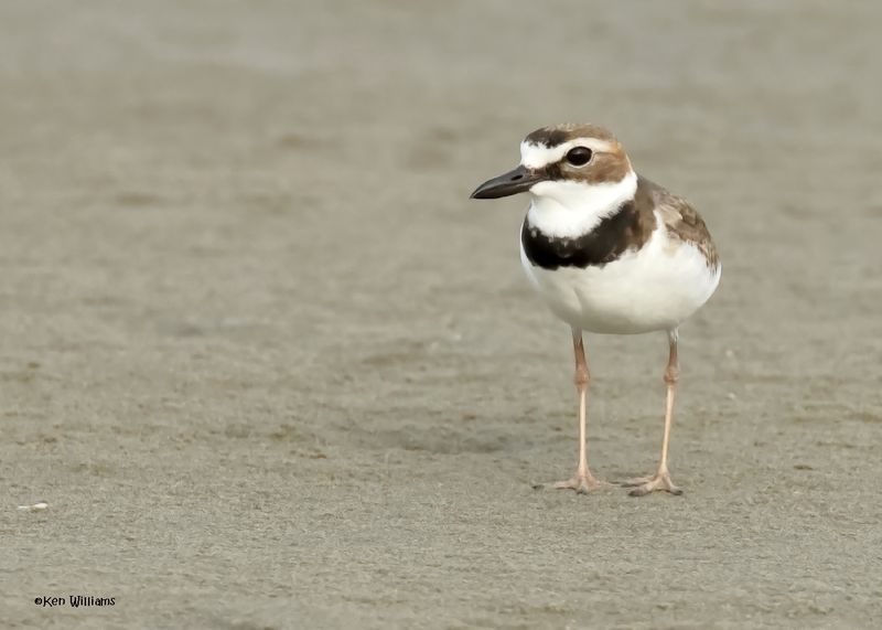 Wilson's Plover male, S. Padre Is, TX, 4-23-2025_42az.jpg