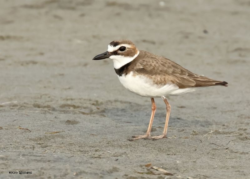 Wilson's Plover male, S. Padre Is, TX, 4-23-2025_73az.jpg