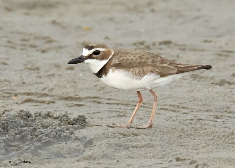 Wilson's Plover male, S. Padre Is, TX, 4-23-2025_87az.jpg