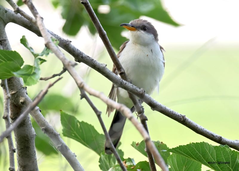Yellow-billed Cuckoo, Port Aransas, TX, 4-28-2025_1009az.jpg