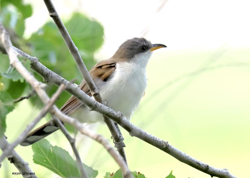 Yellow-billed Cuckoo, Port Aransas, TX, 4-28-2025_1019az.jpg