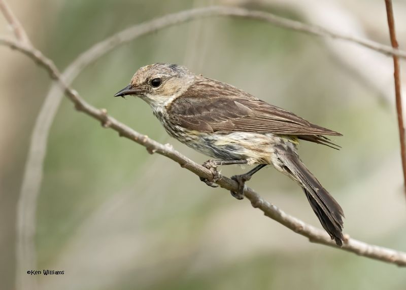 Yellow-rumped Warbler - Myrtle female, Port Aransas, TX, 4-28-2025_1302az.jpg