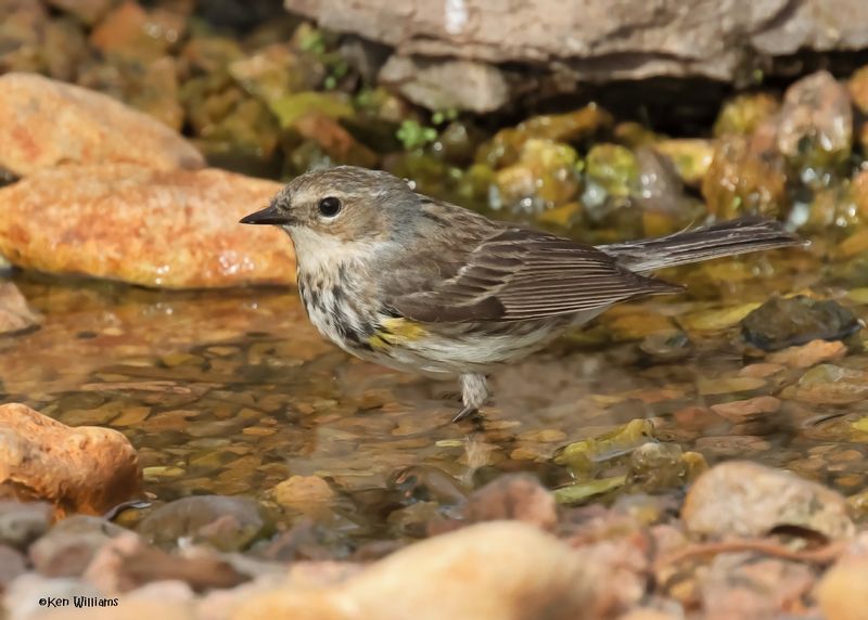 Yellow-rumped Warbler - Myrtle female, Port Aransas, TX, 4-28-2025_1480az.jpg