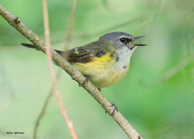 American Redstart female, Magee Marsh, OH, 5-16-2025_4226az.jpg