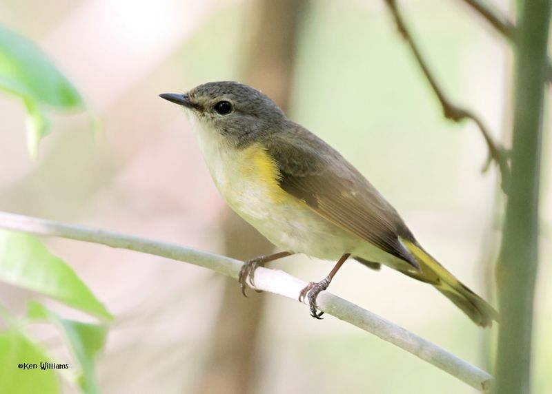 American Redstart female, Magee Marsh, OH, 5-16-2025_4968az.jpg