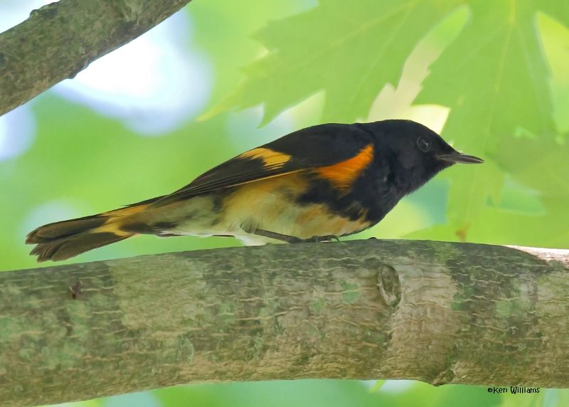 American Redstart male, Magee Marsh, OH, 5-16-2025_4295az.jpg