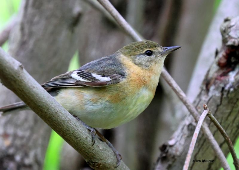 Bay-breasted Warbler female, Magee Marsh, OH, 5-17-2025_5432az.jpg