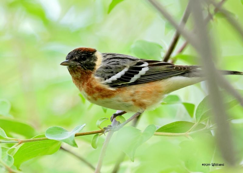 Bay-breasted Warbler male, Magee Marsh, OH, 5-15-2025_3648az.jpg